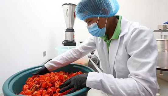 El proceso de preparación de las salsas combina el uso de máquinas para la refrigeración y mezclas, con métodos artesanales para la maceración. Foto: Vicente Costales / LÍDERES